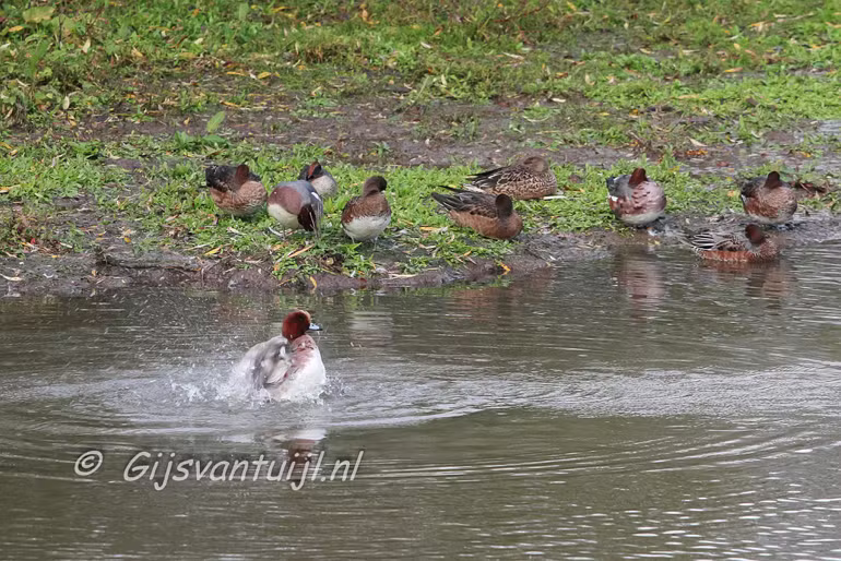 Eend   Smient bijnaam Fluiteend